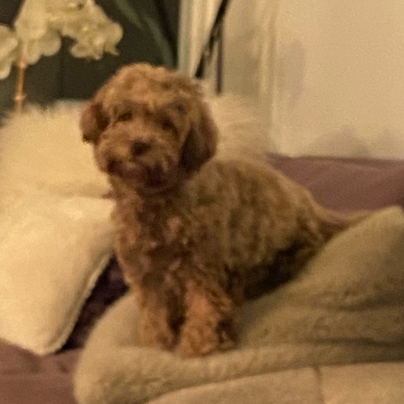 Meet your Posher, Stacey - Picture 7 of 7